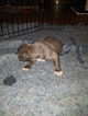 Small #17 American Pit Bull Terrier