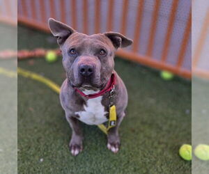 Mutt Dogs for adoption in Las Vegas, NV, USA