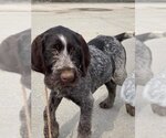 Small Photo #4 German Wirehaired Pointer Puppy For Sale in Anchorage, AK, USA