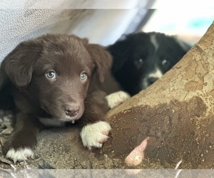 Border Collie Puppy for Sale in CLOVIS, California USA