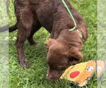 Small #3 Chocolate Labrador retriever Mix