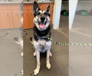 Shollie Dogs for adoption in Santa Cruz, CA, USA