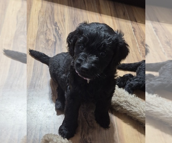 Medium Photo #3 Goldendoodle Puppy For Sale in AIKEN, SC, USA
