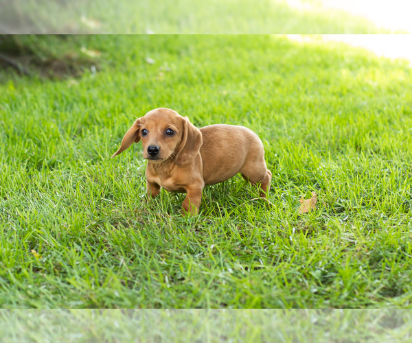 Medium Photo #6 Dachshund Puppy For Sale in BREMEN, IN, USA