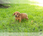 Small Photo #41 Dachshund Puppy For Sale in BREMEN, IN, USA
