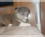 Small Photo #39 Australian Shepherd-Pembroke Welsh Corgi Mix Puppy For Sale in GALLEGOS, NM, USA