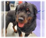 Small Photo #6 Rottweiler Puppy For Sale in Houston, TX, USA