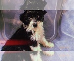 Small Photo #17 Aussiedoodle Miniature  Puppy For Sale in DURHAM, CT, USA