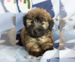Small Photo #8 Soft Coated Wheaten Terrier Puppy For Sale in MILWAUKEE, WI, USA