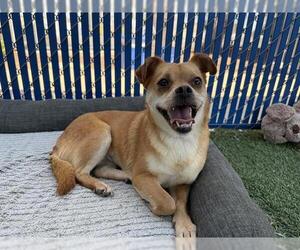 Chug Dogs for adoption in Chula Vista, CA, USA