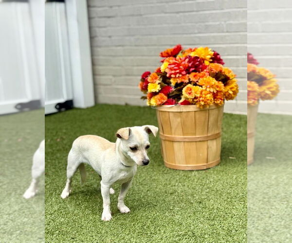 Medium Photo #3 Chihuahua Puppy For Sale in Canton, CT, USA
