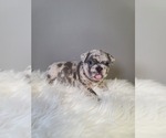 Small Photo #14 French Bulldog Puppy For Sale in PORT READING, NJ, USA