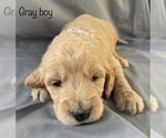 Small Photo #2 Goldendoodle Puppy For Sale in GARDEN CITY, MO, USA