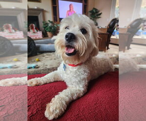 Pippin - Male Maltese-Unknown Mix Dog for Adoption - Photo #3