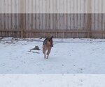 Small Photo #3 Mutt Puppy For Sale in Fargo, ND, USA