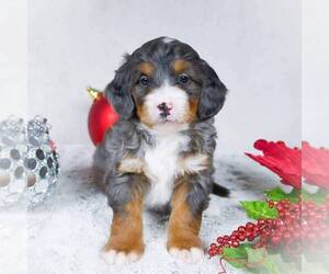 Bernedoodle-Poodle (Miniature) Mix Puppy for sale in DALTON, OH, USA