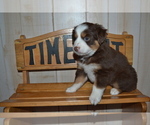 Small Photo #7 Miniature Australian Shepherd Puppy For Sale in WOODSTOCK, CT, USA