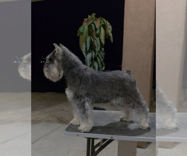 Medium Photo #7 Schnauzer (Miniature) Puppy For Sale in MORENO VALLEY, CA, USA