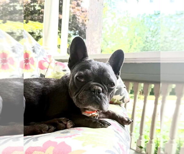 Medium Photo #6 French Bulldog Puppy For Sale in Oak Bluffs, MA, USA