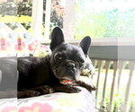 Small #5 French Bulldog