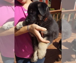Small Photo #14 German Shepherd Dog Puppy For Sale in LAWRENCEBURG, TN, USA