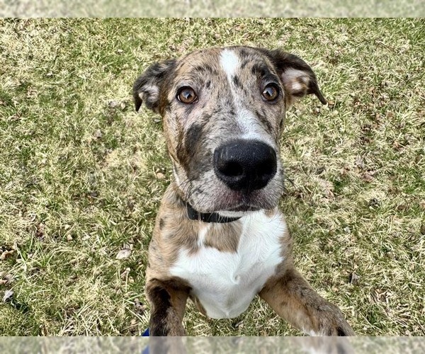 Medium Photo #3 Catahoula Leopard Dog-Unknown Mix Puppy For Sale in Gloversville, NY, USA