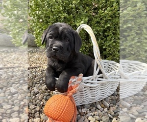 Cocker-Pei Puppy for sale in MIDDLEBURY, IN, USA