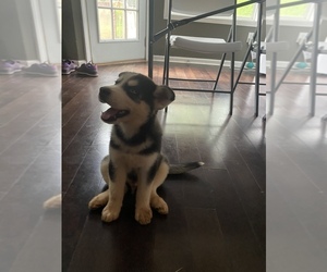 Siberian Husky Puppy for sale in MCDONOUGH, GA, USA