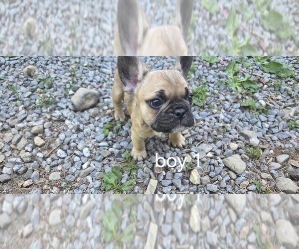 Medium Photo #8 French Bulldog Puppy For Sale in MAPLETON, ME, USA