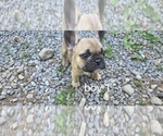 Small #7 French Bulldog