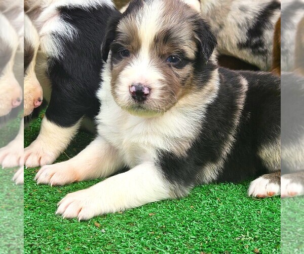 Medium Photo #1 Australian Shepherd Puppy For Sale in NELSON, VA, USA