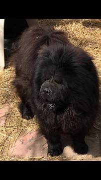 Medium Photo #1 Chow Chow Puppy For Sale in HODGENVILLE, KY, USA