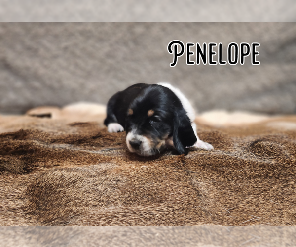 Medium Photo #33 Basset Hound Puppy For Sale in BYHALIA, MS, USA