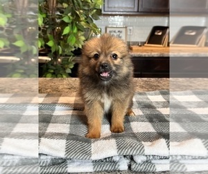 Pomeranian Puppy for sale in INDIANAPOLIS, IN, USA