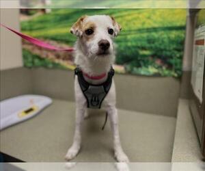 Mutt Dogs for adoption in Moreno Valley, CA, USA