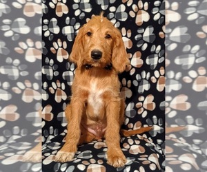 Labradoodle Puppy for sale in LITITZ, PA, USA