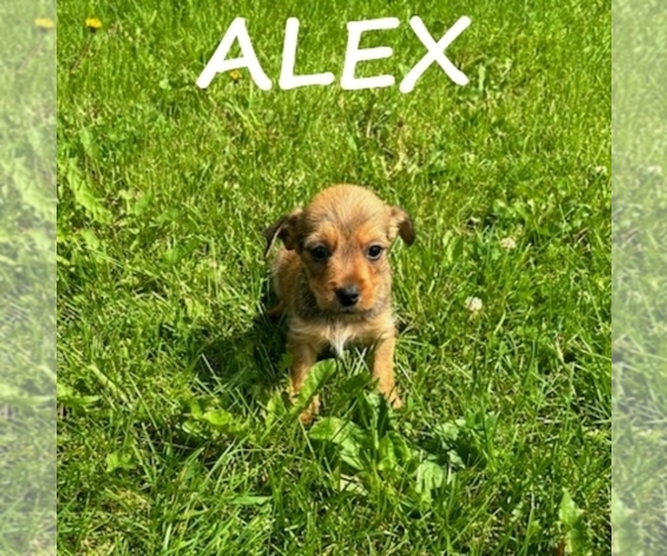 Medium Photo #2 Carkie Puppy For Sale in HARTLAND, MN, USA