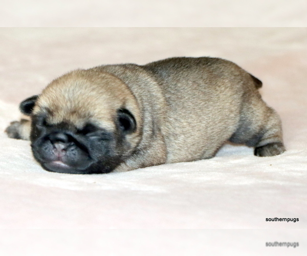 Medium Photo #10 Pug Puppy For Sale in WINNSBORO, TX, USA