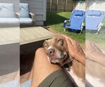 Small #1 American Pit Bull Terrier-Labrador Retriever Mix