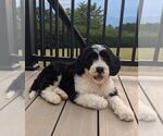 Puppy Star Bernese Mountain Dog-Portuguese Water Dog Mix