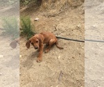 Small Photo #127 Rhodesian Ridgeback Puppy For Sale in MORONGO VALLEY, CA, USA