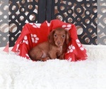 Small Dachshund