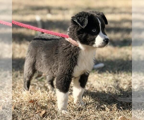 Medium Photo #2 Border-Aussie Puppy For Sale in Yardley, PA, USA