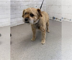 Border Terrier-Unknown Mix Dogs for adoption in San Bernardino, CA, USA