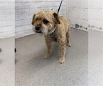 Small Border Terrier Mix
