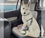 Small #11 Huskies  Mix