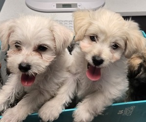 Chonzer-Pomeranian Mix Litter for sale in HOOKSETT, NH, USA