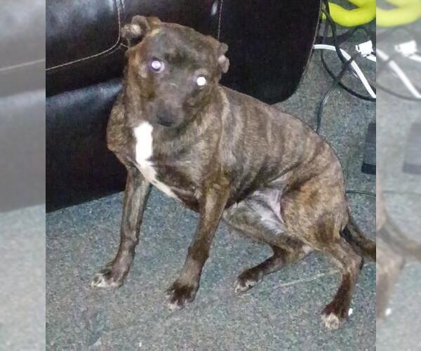 Medium Photo #3 Rat Terrier Puppy For Sale in San Antonio, TX, USA