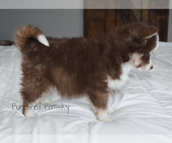 Medium Photo #5 Pomsky Puppy For Sale in KANSAS CITY, MO, USA