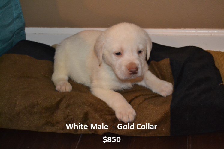 Medium Photo #1 Labrador Retriever Puppy For Sale in JUDSONIA, AR, USA